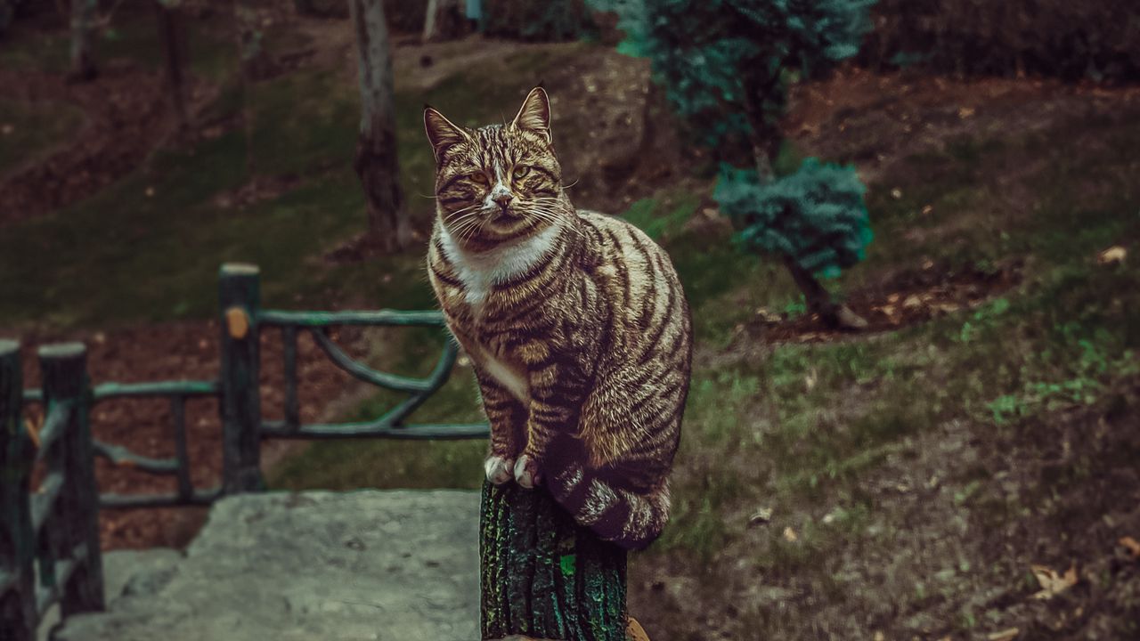 Wallpaper cat, striped, pet, glance