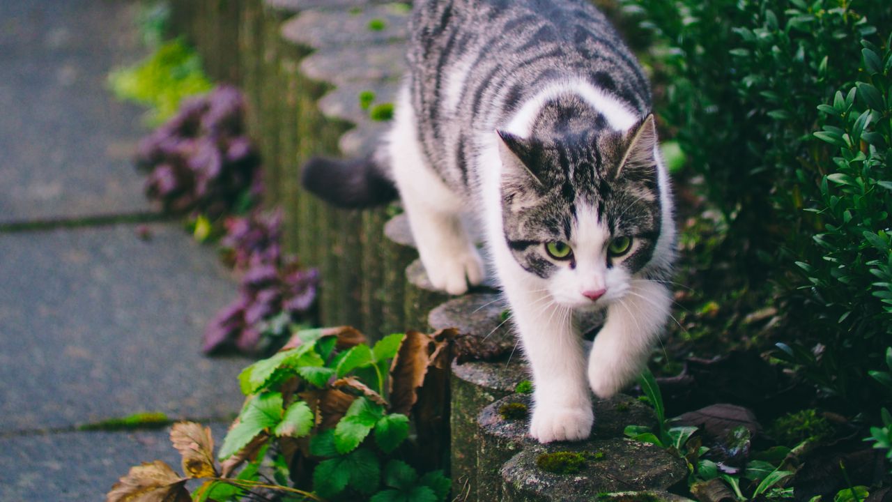 Wallpaper cat, striped, pet, walk