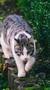 Preview wallpaper cat, striped, pet, walk