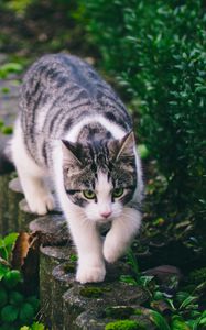 Preview wallpaper cat, striped, pet, walk