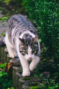 Preview wallpaper cat, striped, pet, walk