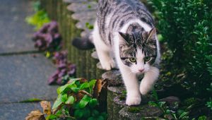 Preview wallpaper cat, striped, pet, walk