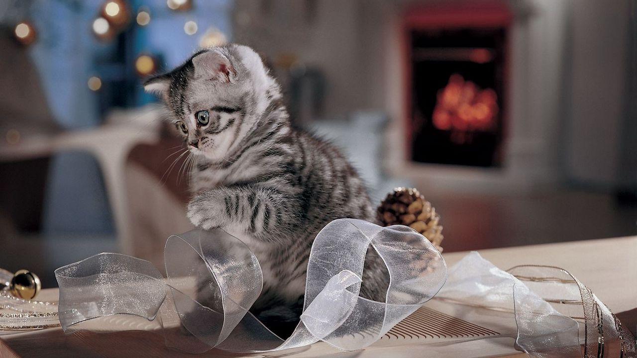 Wallpaper cat, striped, ribbon, playful