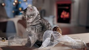 Preview wallpaper cat, striped, ribbon, playful