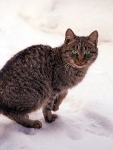 Preview wallpaper cat, striped, snow, view