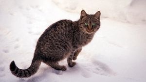 Preview wallpaper cat, striped, snow, view