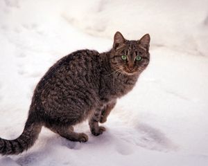 Preview wallpaper cat, striped, snow, view