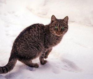 Preview wallpaper cat, striped, snow, view