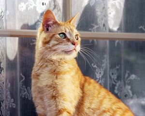 Preview wallpaper cat, striped, window, curtains, window sill