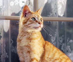 Preview wallpaper cat, striped, window, curtains, window sill