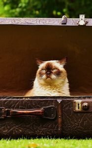 Preview wallpaper cat, suitcase, antiques