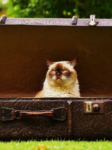 Preview wallpaper cat, suitcase, antiques