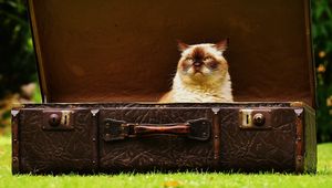 Preview wallpaper cat, suitcase, antiques