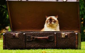 Preview wallpaper cat, suitcase, antiques