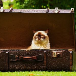Preview wallpaper cat, suitcase, antiques