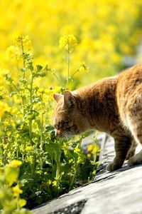 Preview wallpaper cat, summer, grass, sniff