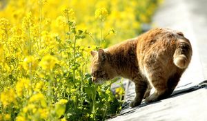 Preview wallpaper cat, summer, grass, sniff