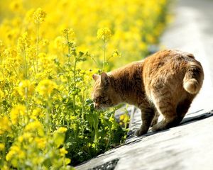 Preview wallpaper cat, summer, grass, sniff