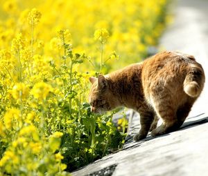 Preview wallpaper cat, summer, grass, sniff