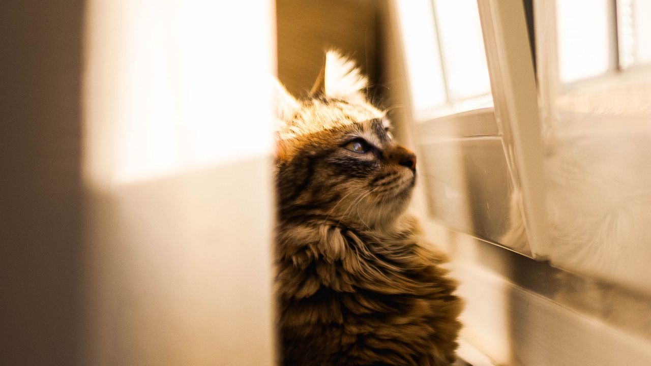 Wallpaper cat, sunlight, window, observation