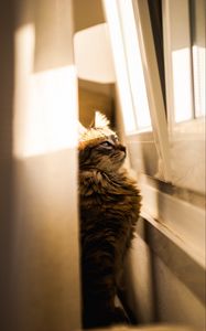 Preview wallpaper cat, sunlight, window, observation