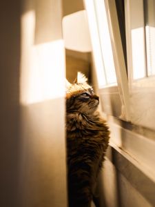 Preview wallpaper cat, sunlight, window, observation