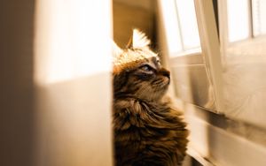 Preview wallpaper cat, sunlight, window, observation