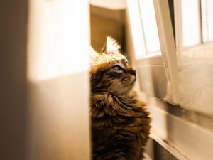 Preview wallpaper cat, sunlight, window, observation