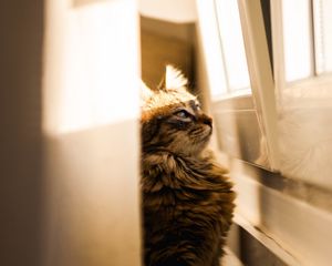 Preview wallpaper cat, sunlight, window, observation