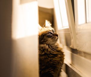 Preview wallpaper cat, sunlight, window, observation