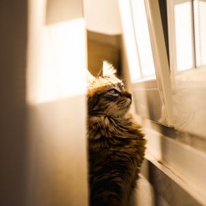 Preview wallpaper cat, sunlight, window, observation