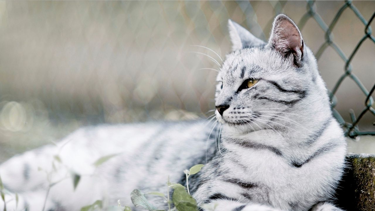 Wallpaper cat, tabby, black, mesh, fence, lie
