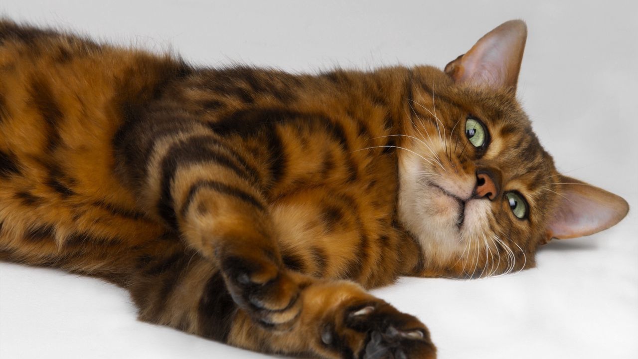 Wallpaper cat, tabby, down, playful