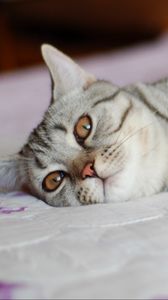 Preview wallpaper cat, tabby, down, spot, face