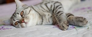 Preview wallpaper cat, tabby, down, spot, face