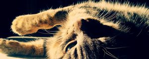 Preview wallpaper cat, tabby, dream, shadow, lie