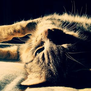 Preview wallpaper cat, tabby, dream, shadow, lie