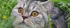 Preview wallpaper cat, tabby, eyes, grass