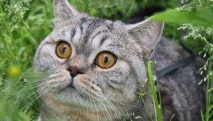 Preview wallpaper cat, tabby, eyes, grass