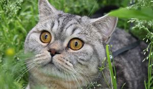 Preview wallpaper cat, tabby, eyes, grass