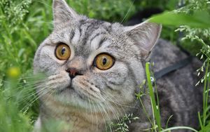 Preview wallpaper cat, tabby, eyes, grass