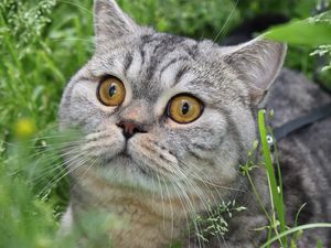 Preview wallpaper cat, tabby, eyes, grass