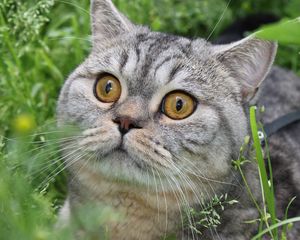 Preview wallpaper cat, tabby, eyes, grass