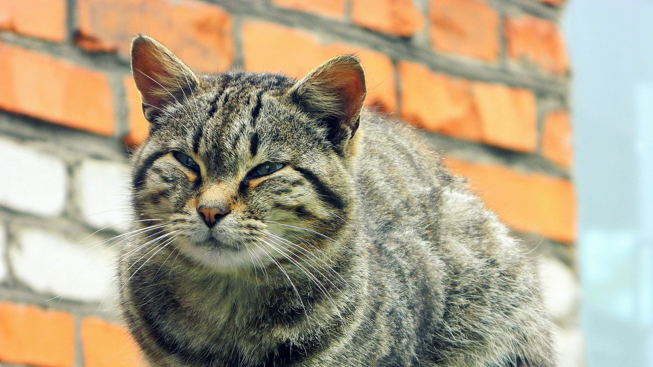 Wallpaper cat, tabby, eyes, homeless