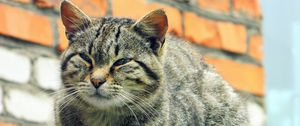 Preview wallpaper cat, tabby, eyes, homeless