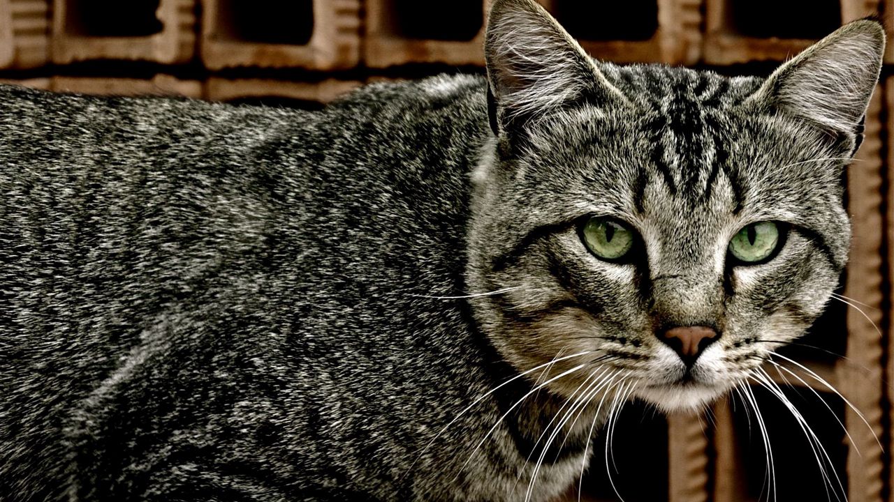Wallpaper cat, tabby, eyes, lie