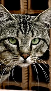 Preview wallpaper cat, tabby, eyes, lie