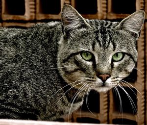 Preview wallpaper cat, tabby, eyes, lie
