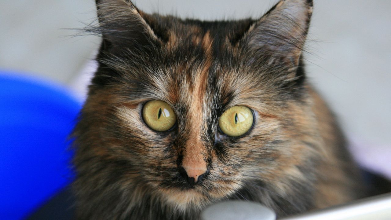 Wallpaper cat, tabby, eyes, beautiful