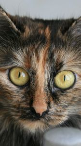 Preview wallpaper cat, tabby, eyes, beautiful